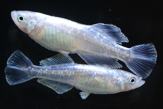 泣き寝入りしか 改造メダカで増えるトラブル ネットオークションで愛好者の心理を利用した詐欺 まいどなニュース