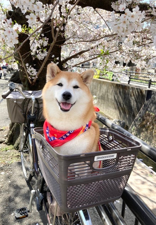 2時間で10歳老けた 柴犬のビフォーアフターに爆笑と励ましの声が殺到 行きと帰り別犬 がんばったね まいどなニュース