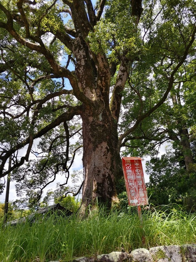 大きいけれど…くれぐれも勘違いなさらぬように