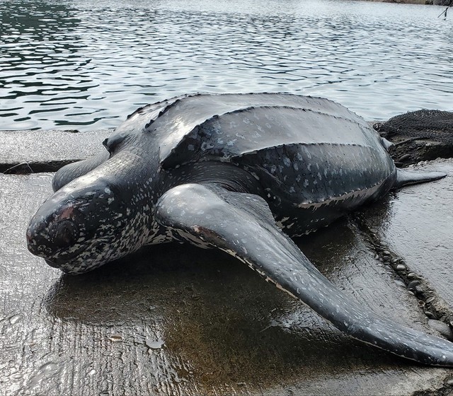 從瀕危物種 革龜 腹中找到塑膠袋當地漁夫發現時已死亡 朝日新聞中文網