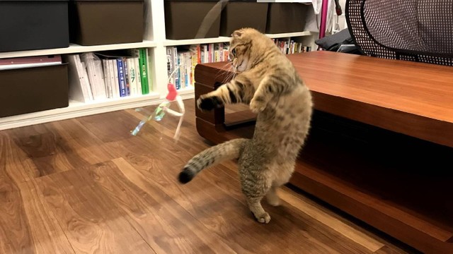 可愛いすぎてごめんなさいにゃ 謝罪 する子猫の写真が話題 これもまた可愛すぎて罪 実は まいどなニュース