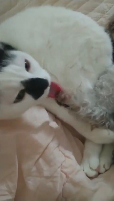 犬くんをペロペロする猫さまに そっと指を近づけたら ブレない塩対応 に爆笑 さすがデス 猫様 まいどなニュース