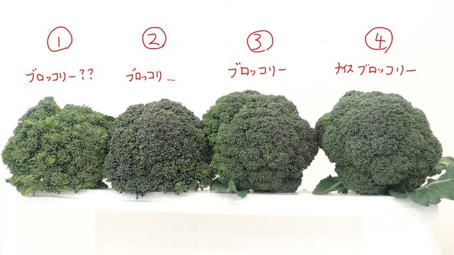 ブロッコリー 野菜室に入れてませんか プロのつぶやきに驚きの声広がる 知らなかった まいどなニュース