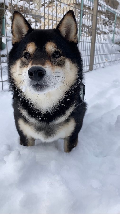 雪が大好きな柴犬と一緒なら 雪かきツラいが 笑顔が見れる 疲れも吹っ飛ぶ犬の姿に なぜか素人は黙っとれ感ある 笑 まいどなニュース