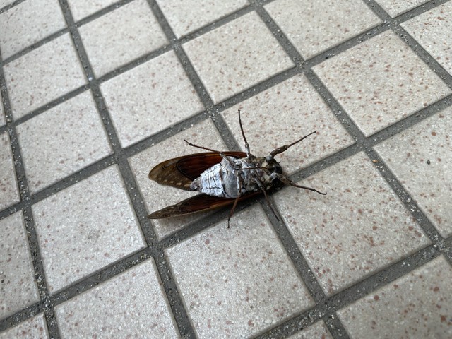 蝉