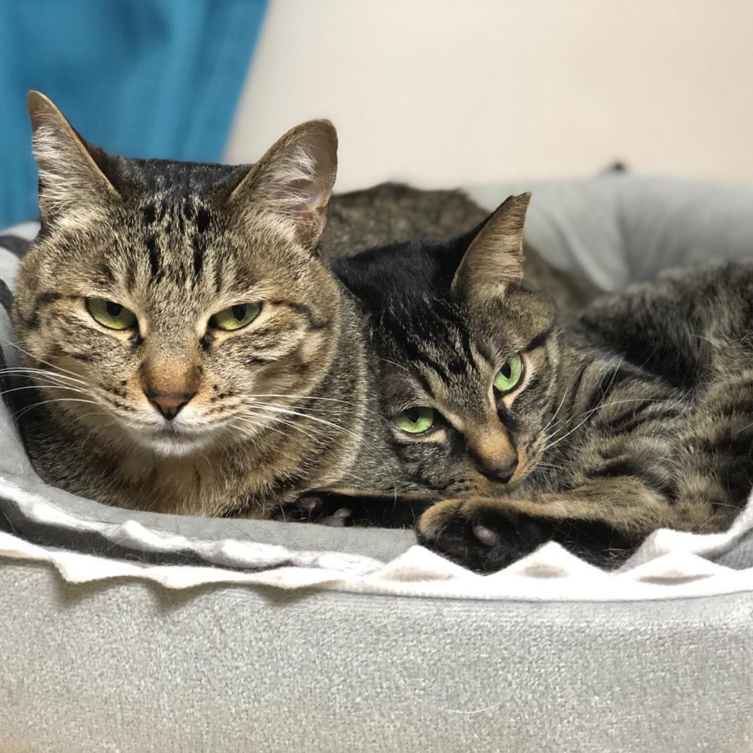 野良猫の家族を保護 逃げた子猫も1年後に妊娠して戻ってきた まいどなニュース