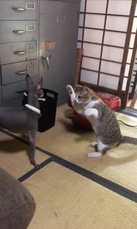 おまえ 猫 じゃないよな 生まれて初めて犬と会った猫 仲良く ハイタッチしたいのに まいどなニュース