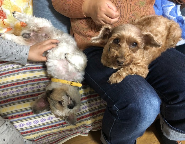 悲しい過去をもつ犬たちと 障害ある人たちが支えあう 保護犬 がスタッフのグループホーム まいどなニュース 悲しい過去をもつ犬たちと 障害ある人たちが支えあう 保護犬 がスタッフのグループホーム まいどなニュース