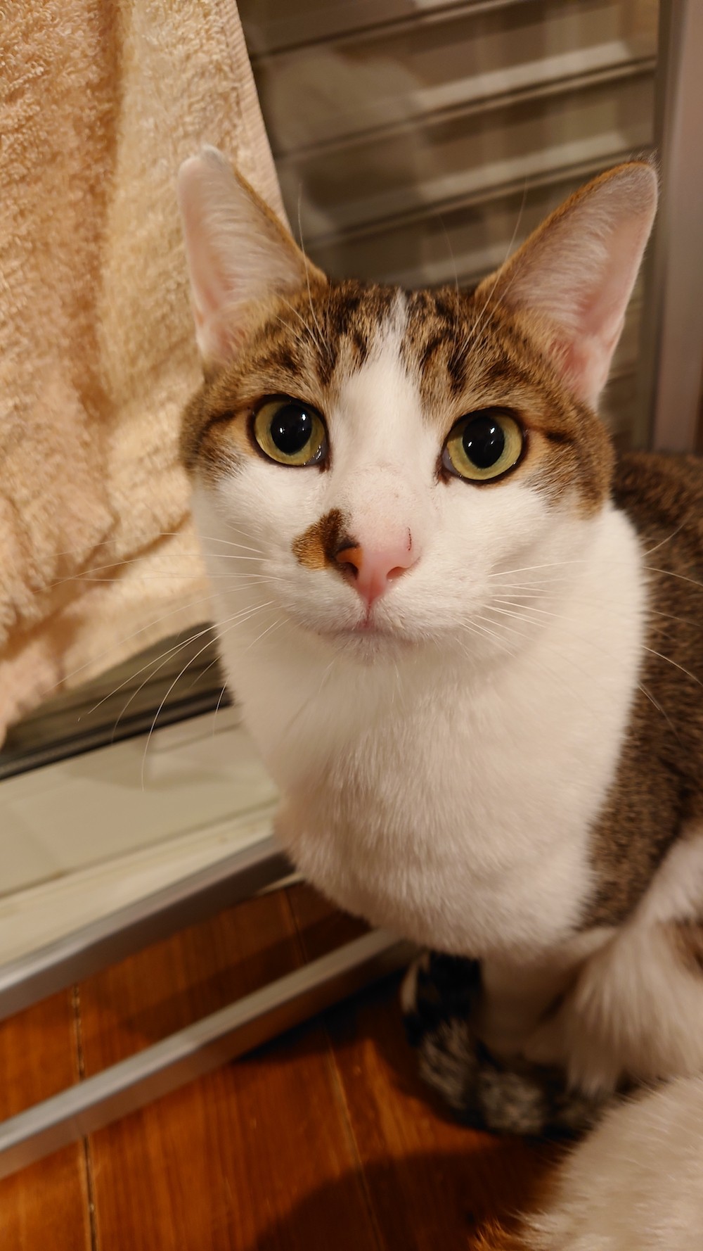 ふらりと現れる人懐こい野良猫 保護して分かった猫エイズウイルスの感染 君のお家はここだよ まいどなニュース
