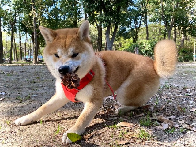 柴犬のムギュッとなった寝顔に爆笑 公園の帰り道 遊び切ったワン 幸せな夢みてるんでしょうね まいどなニュース