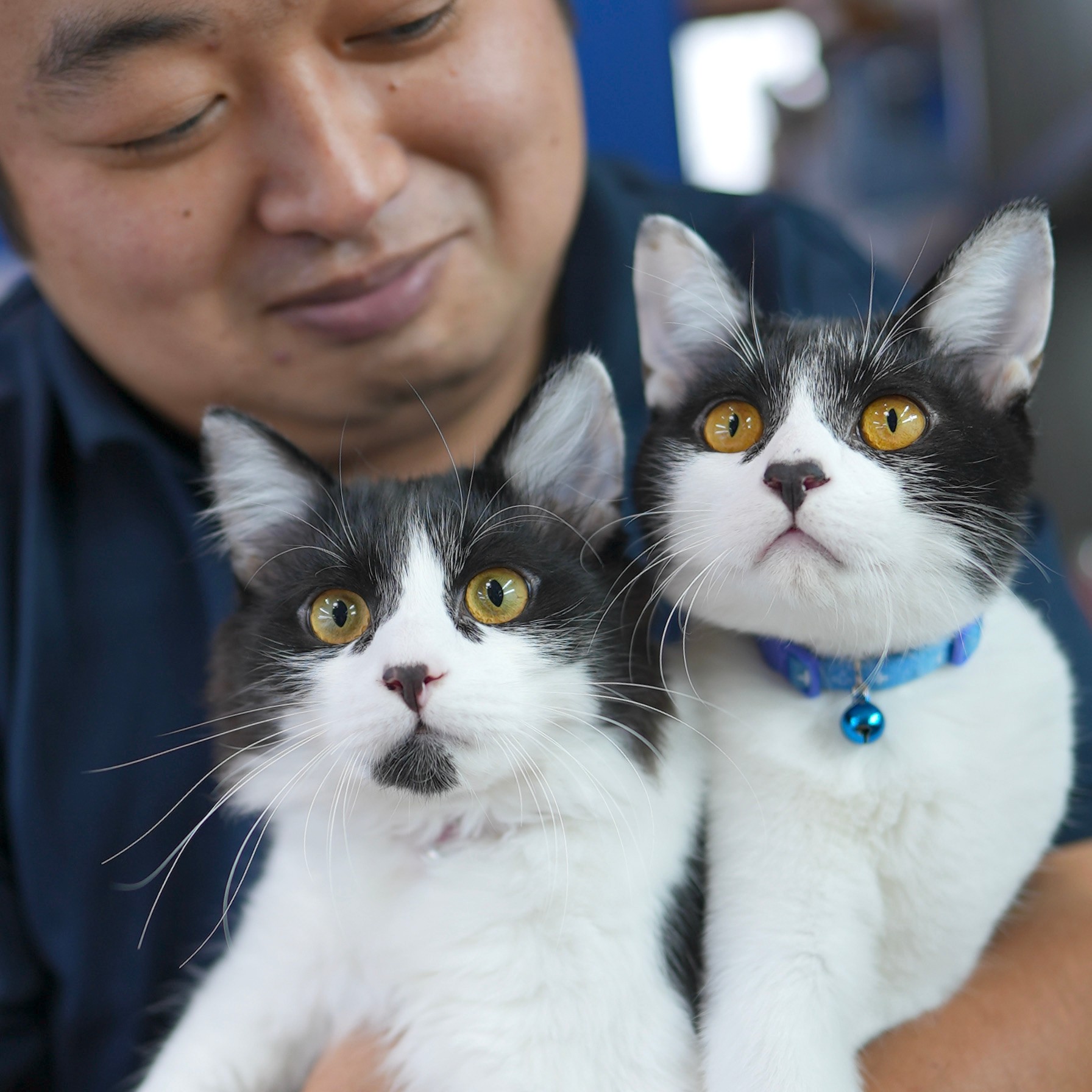 トムとジェリーみたいだね 深い絆で結ばれた捨て猫の兄弟 ガラス工房の薩摩切子師を和ませるファミリーに まいどなニュース