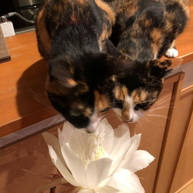 母の生まれ変わりかも 3匹の子猫を保護 1年後には2匹を保護し みんな女の子でニャンコ女学園みたい まいどなニュース