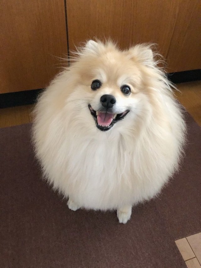 先祖返りしてデカくなる犬 当たり のデカポメが話題 ポメ界の王 小型犬とは まいどなニュース 先祖返りしてデカくなる犬 当たり のデカポメが話題 ポメ界の王 小型犬とは まいどなニュース