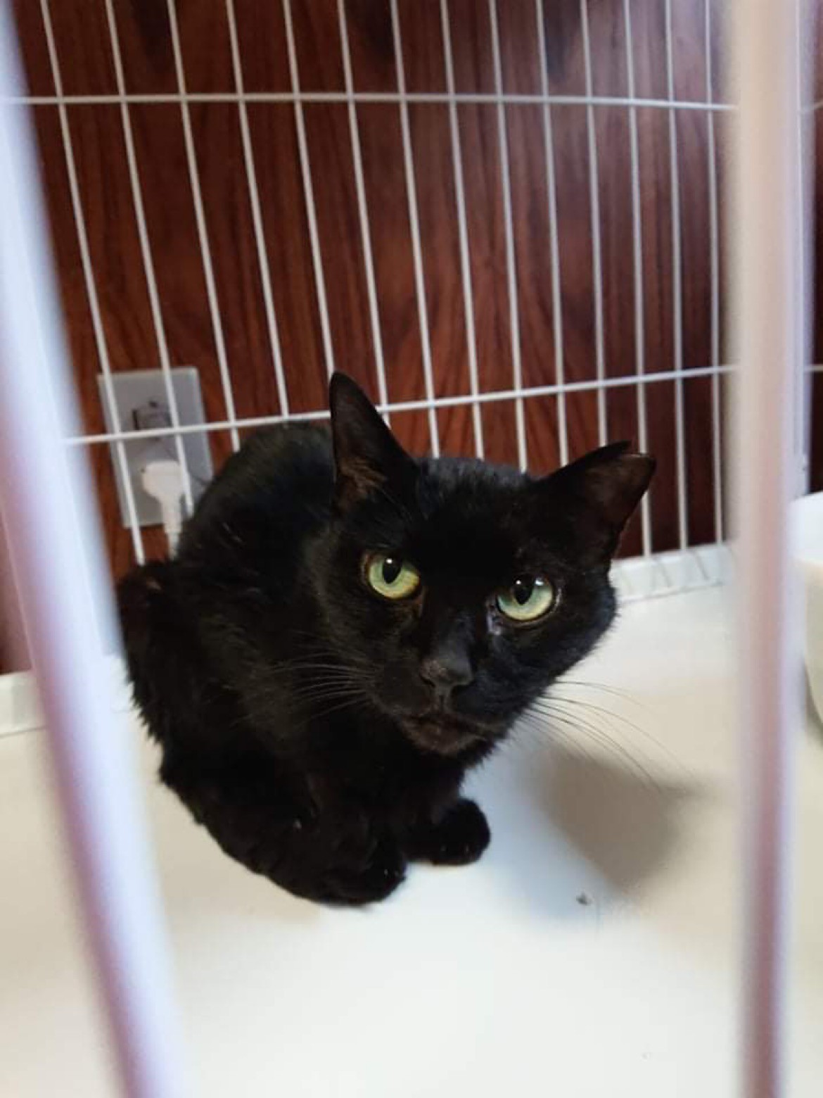 もしもあなたの猫がいなくなったら 特徴を言えますか 猫相 が変わっても 我が子 と断定するために まいどなニュース