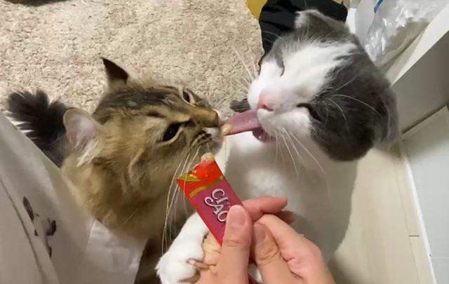 ちゅーっと吸われてビヨ ン それ オヤツじゃなくてボクのベロ 可愛くて思わずリピートしちゃう猫さん動画 まいどなニュース