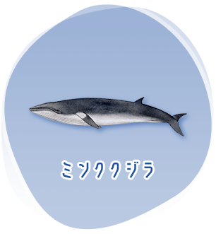 楽しく学べるwebクジラ教室 おしごとはくぶつかん