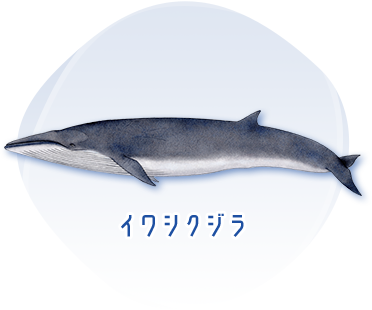 楽しく学べるwebクジラ教室 おしごとはくぶつかん