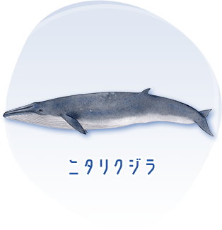 楽しく学べるwebクジラ教室 おしごとはくぶつかん