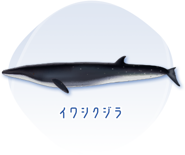 イワシクジラのイメージ