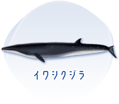 イワシクジラのイメージ
