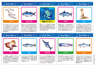 海の生き物カード