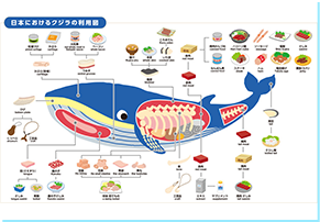 クジラの利用図