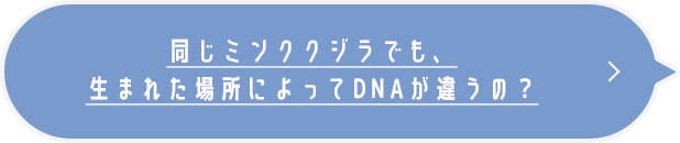 同じミンククジラでも、生まれた場所によってDNAが違うの？