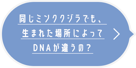 同じミンククジラでも、生まれた場所によってDNAが違うの？？