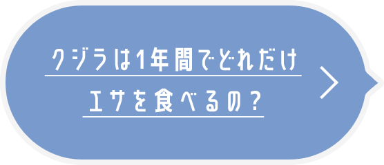 クジラは1年間でどれだけエサを食べるの？