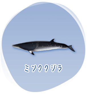ミンククジラのイメージ
