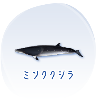 ミンククジラのイメージ