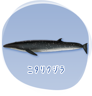 ニタリクジラのイメージ