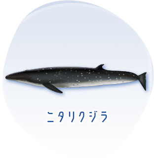 ニタリクジラのイメージ