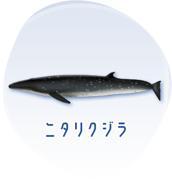 ニタリクジラのイメージ