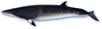 ミンククジラのイメージ