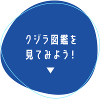 クジラ図鑑を見てみよう！