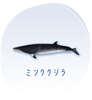 ミンククジラのイメージ