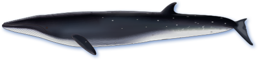 イワシクジラのイメージ
