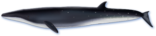 イワシクジラのイメージ