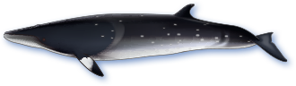 ミンククジラのイメージ