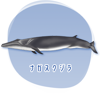 ナガスクジラのイメージ