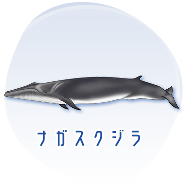 ナガスクジラのイメージ