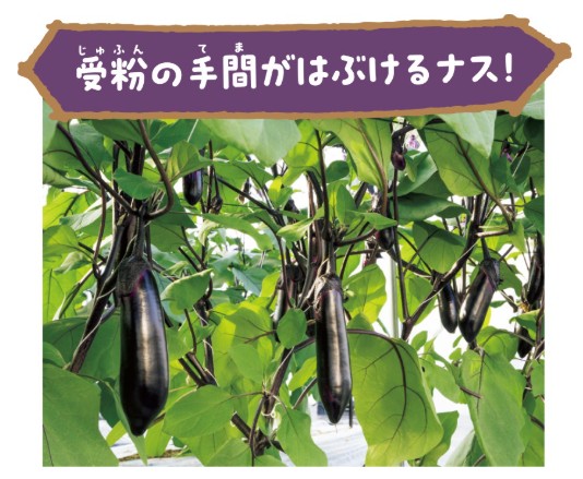 タキイ種苗株式会社の開発したナス