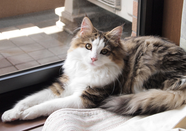 うちのノルウェージャンフォレストキャットがだらしなさすぎる件