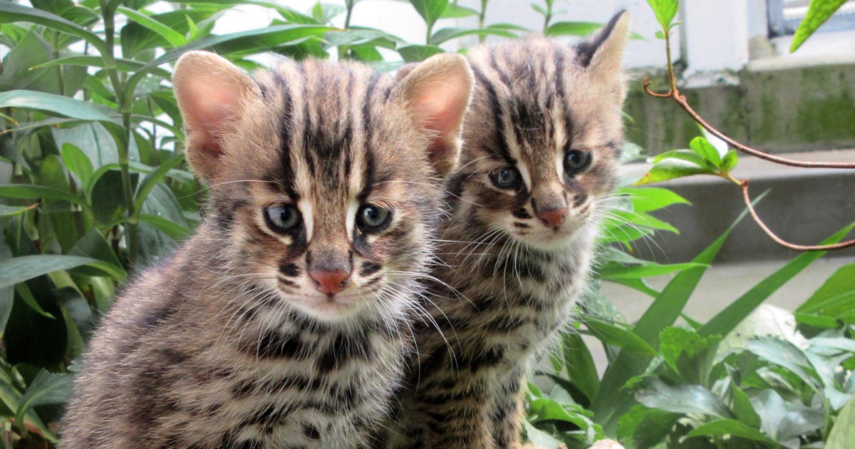 ネコ科絶滅危惧種 | 絶滅危惧種 イリオモテヤマネコ – TYOSDT