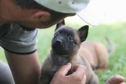 Resultado de imagen para German Shepherd çŠ¬ æŠ±ãç· ã‚ã‚‹