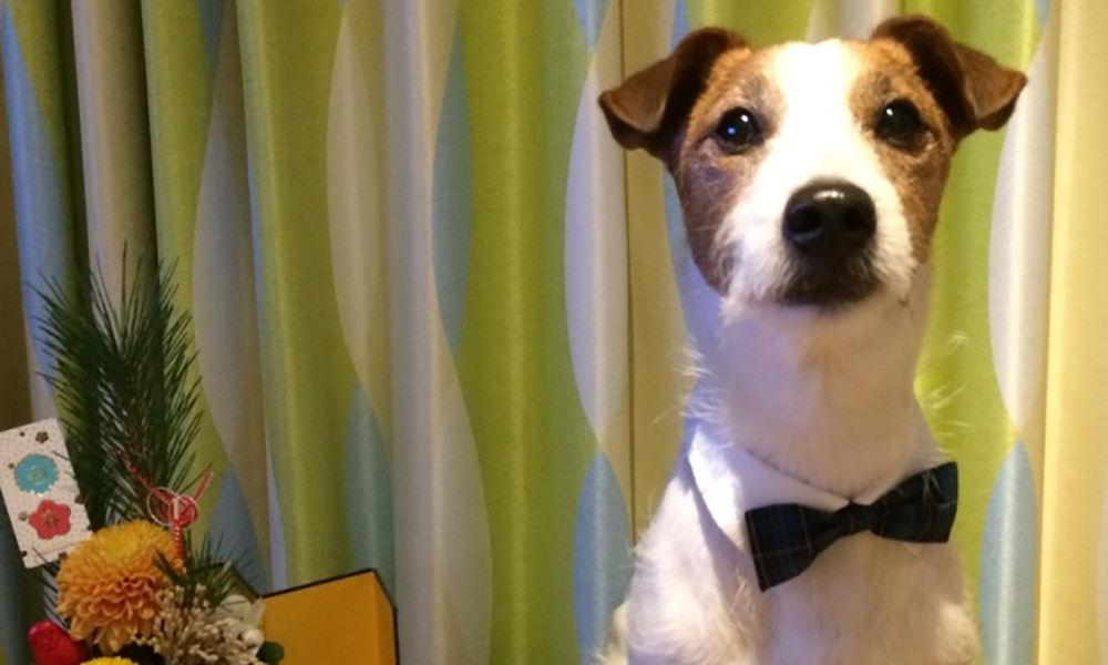 Image result for Jack Russell Terrier 犬 抱きしめる